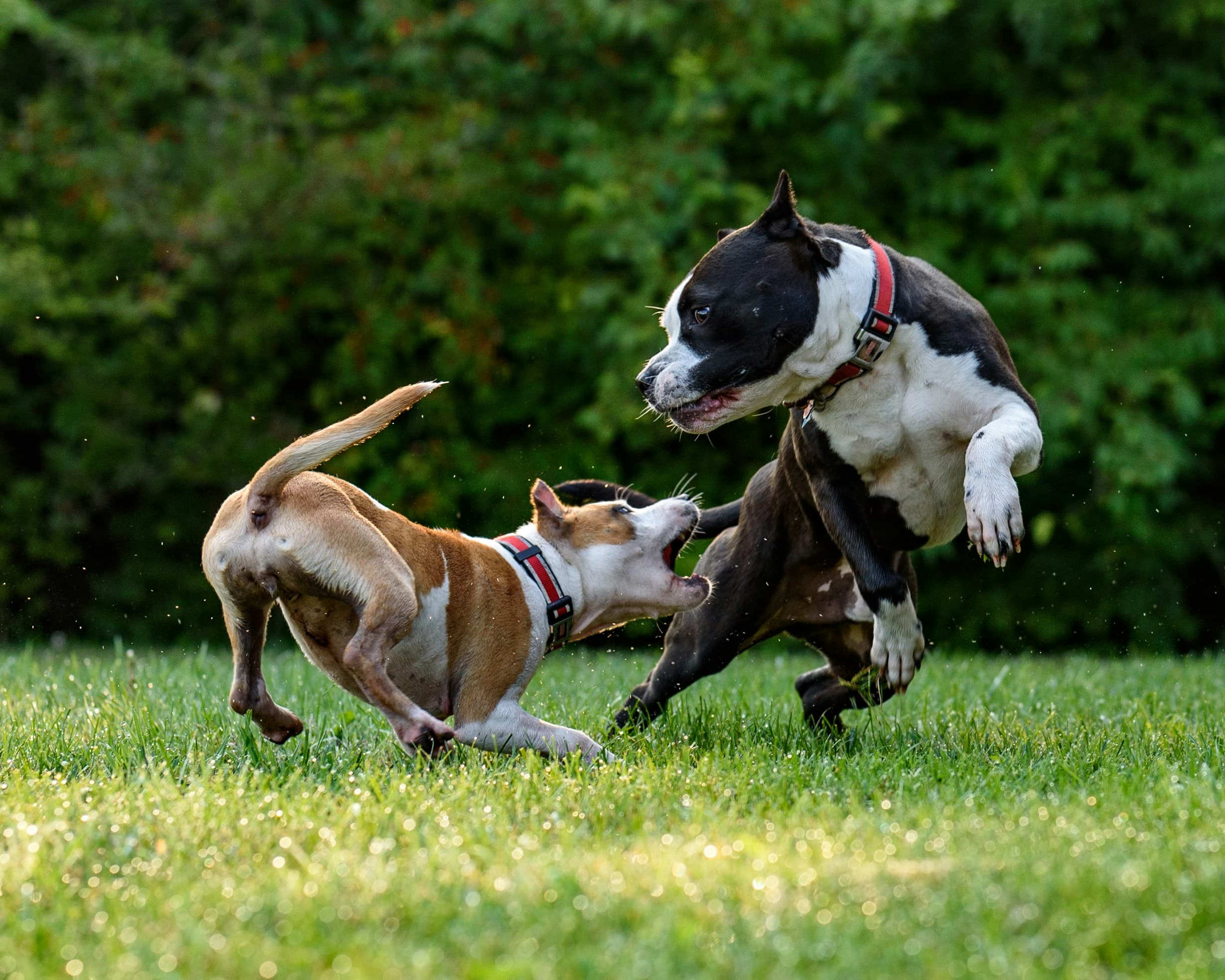 Perros jugando en el jardín