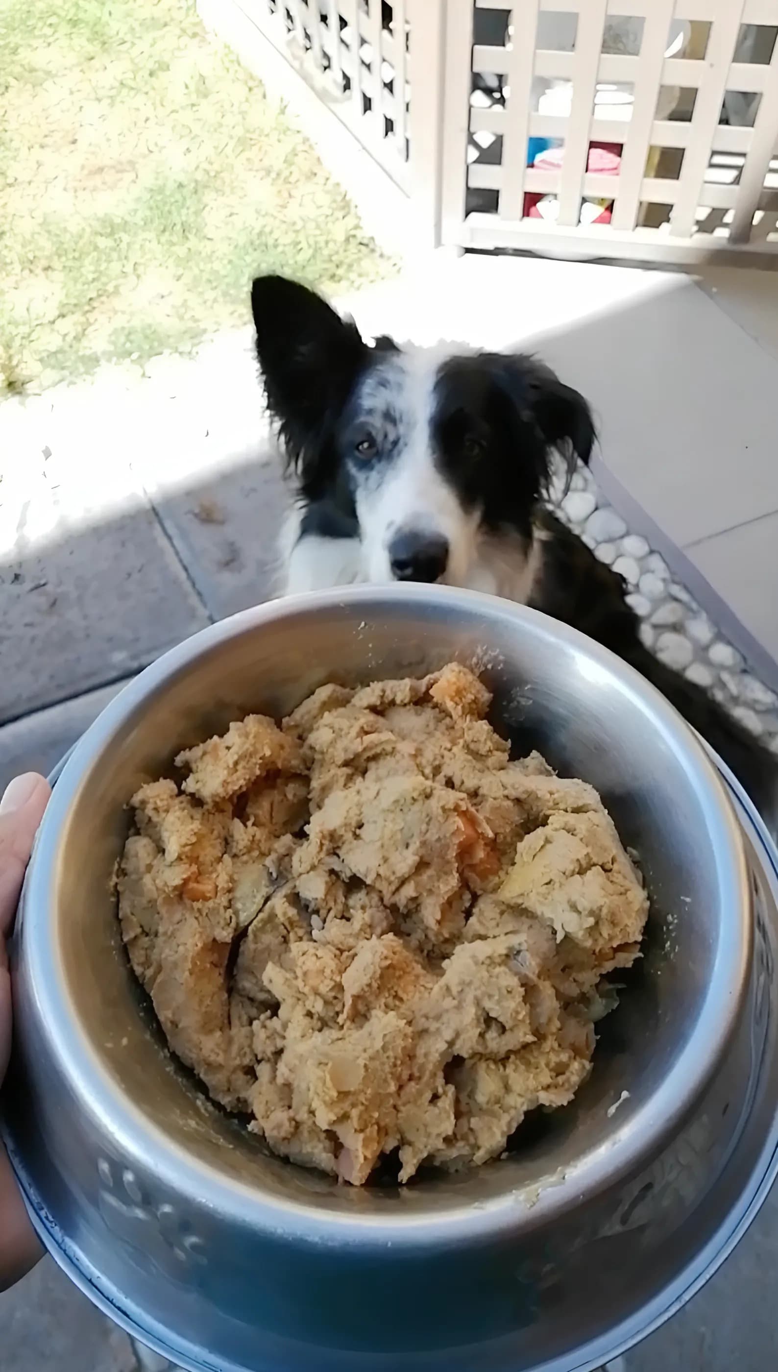 Perro viendo al producto - Supreme BARF