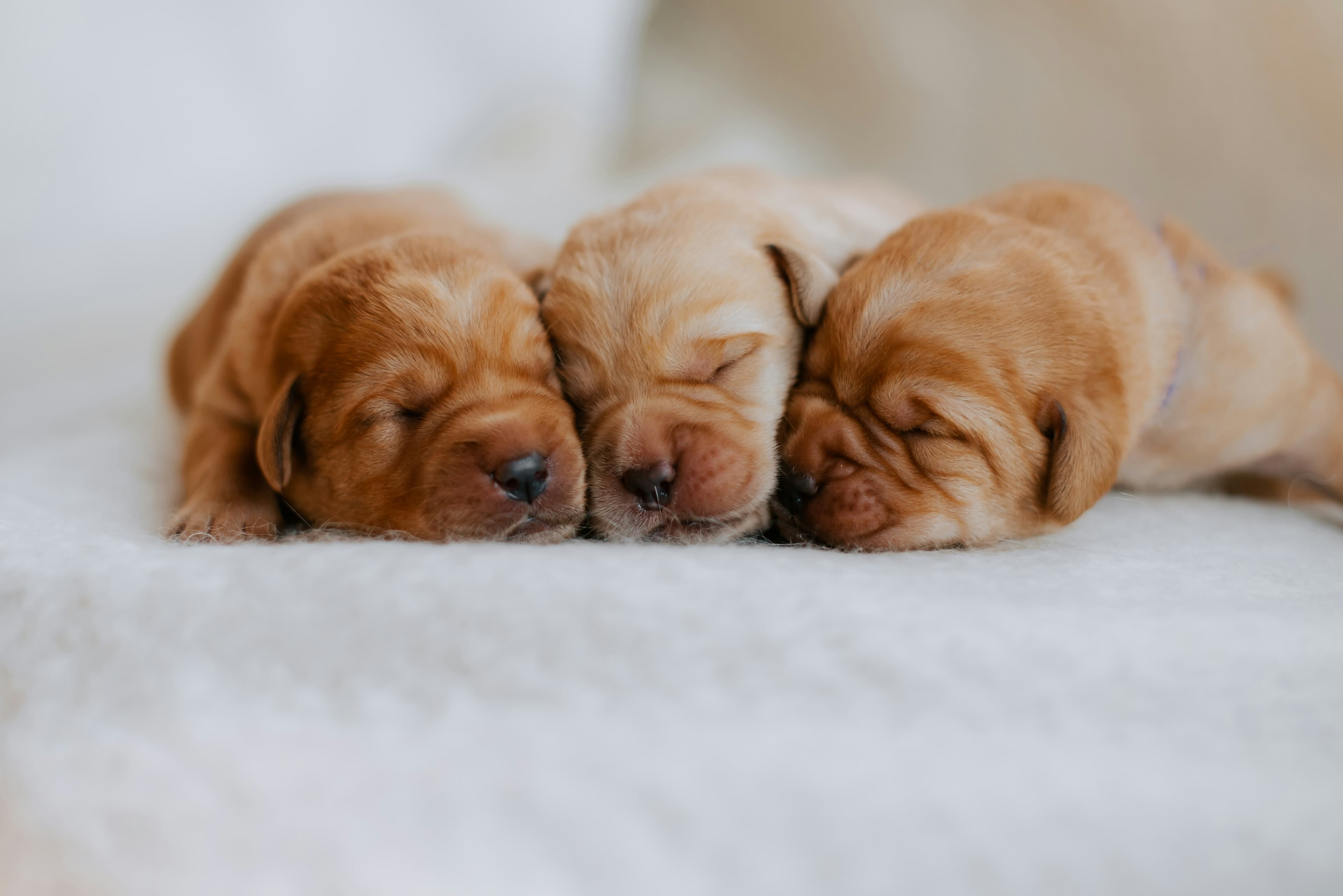 Tres cachorros durmiendo la siesta